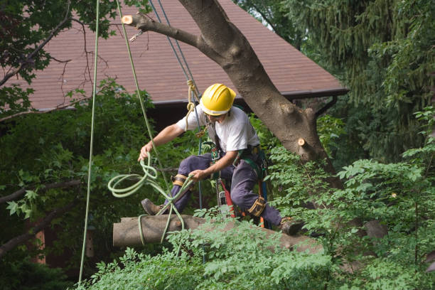 Professional Tree Services in Prague, OK